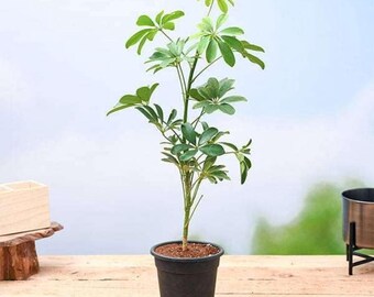 Semillas de Schefflera, planta paraguas para jardín de interior