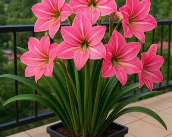 Asiatic Lily Bulbs Mix, Fresh Perennial Flowers for Outdoor Garden Planting
