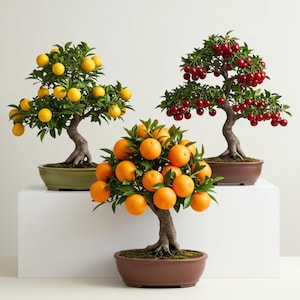 May include: Three bonsai trees with fruit. One has yellow lemons, another has bright red cherries, and the third has orange oranges. Each tree is in a brown or green ceramic pot, set against a white background.