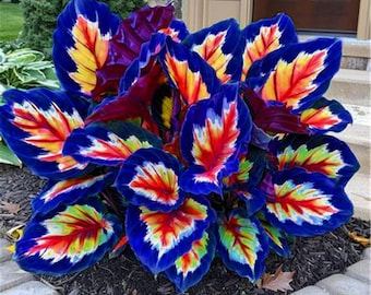 Bulbos de planta oreja de elefante, follaje tropical