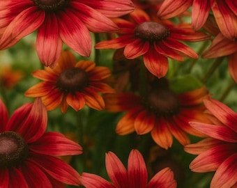 Cherry Brandy Black Eyed Susan Roots pour la plantation de fleurs de jardin de papillons