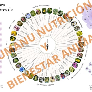 Rueda para testar Flores de Bach