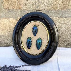 Può includere: Una cornice ovale nera con bordo interno dorato contenente tre scarabei gioiello iridescenti blu-verdi montati su uno sfondo beige chiaro. Gli insetti sono disposti a triangolo, mostrando elitre e zampe dai riflessi metallici brillanti.