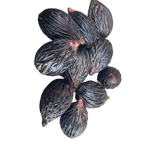 May include: A cluster of dark brown, oval-shaped seeds with textured surfaces and small, reddish stems. The seeds are arranged in a loose, overlapping pattern against a plain white background. The seeds appear to be dried or preserved.