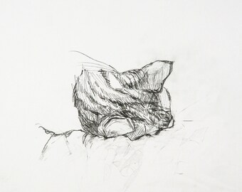 Original pencil drawing study of cat sketch