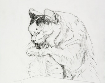 Original pencil drawing study of cat sketch