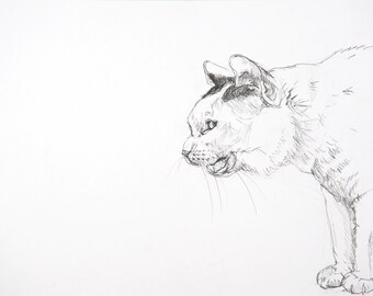 Original pencil drawing study of cat sketch