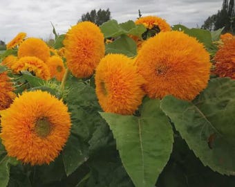 Teddy Bear Sunflower Seeds - 50 seeds, cute mini plants, easy to grow, adorable flowers