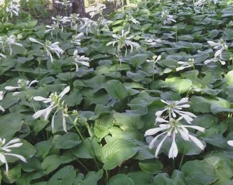 100 semillas de Hosta, con flores de color azul púrpura, procedentes de una planta perenne que tolera la sombra, y también semillas de un lirio poco común.