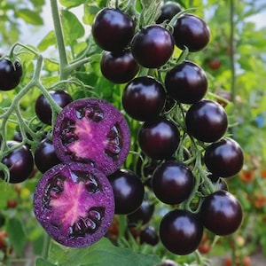 Op de afbeelding: Een close-up van een tros donkerpaarse tomaten aan de wijnstok, met één doorgesneden om een levendig paars interieur te onthullen. De tomaten zijn rond en glanzend, met groene stelen en bladeren.
