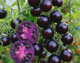 200 semillas de tomates "Blueberry" cultivados en casa — Semillas raras de tomate cereza negra