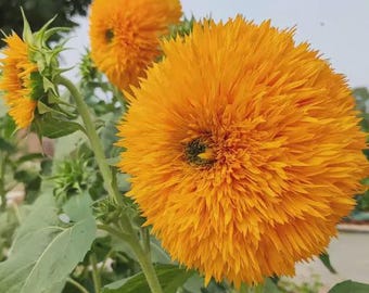 Teddybär Sonnenblumenkerne - 50 Samen, niedliche Mini Pflanzen, einfach zu züchten, entzückende Blumen