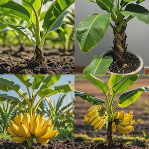 Semillas de plátano Cavendish enano (50 semillas), semillas de mini plátano, planta tropical, apta para plantar en patios y jardines.