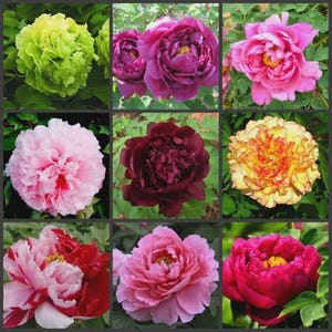 Un ensemble composé de 16 variétés de graines de pivoine, aux couleurs vives, un choix idéal pour l'aménagement paysager de la maison et du jardin.