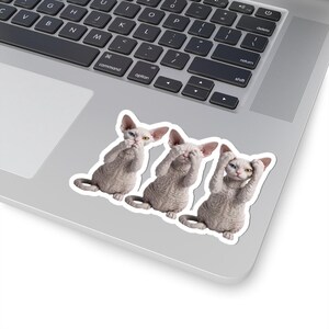 May include: A sticker featuring three hairless Sphynx cats arranged in a row. The first cat covers its mouth, the second covers its eyes, and the third covers its ears, each with distinct eye colors, placed on the surface of a silver laptop.