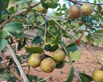 Aceite de camelia prensado en frío: un producto esencial para el cuidado tradicional del bebé, procedente de Xunwu, en las cabeceras de Shenzhen y Hong Kong.