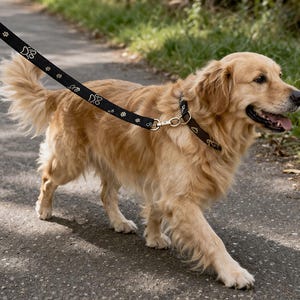 Może przedstawiać: Golden retriever w czarnej obroży i smyczy z białymi odciskami łap. Pies idzie po utwardzonej ścieżce, z zieloną trawą i liśćmi w tle. Sierść psa jest jasnego, złotego koloru.