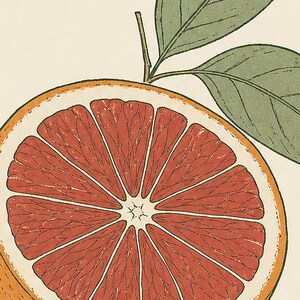 Blutorange Botanischer Wand kunstdruck | Minimalistischer Line Art Küchendruck | Italienisches Dolce-Zitrus-Poster | Mediterranes Dekor Bild 3