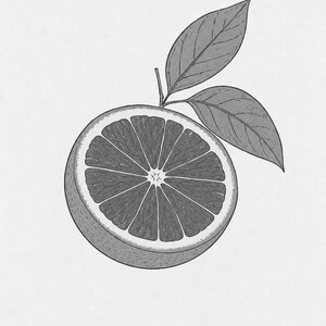 Blutorange Botanischer Wand kunstdruck | Minimalistischer Line Art Küchendruck | Italienisches Dolce-Zitrus-Poster | Mediterranes Dekor Bild 10