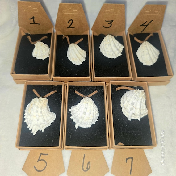 Jewelry Box Shell Neckalce