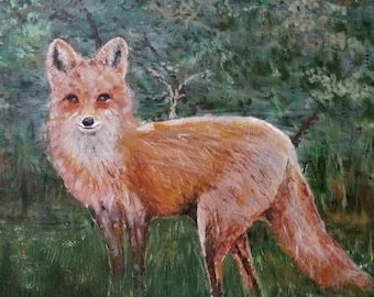 Red fox in meadow