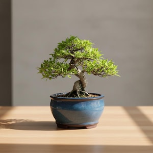 Könnte beinhalten: Ein kleiner Bonsai-Baum mit leuchtend grünen Blättern und einem verdrehten Stamm. Der Baum steht in einem glasierten blauen Keramiktopf. Der Topf steht auf einer Holzoberfläche mit Schatten.