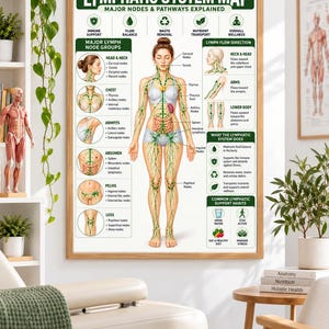 Op de afbeelding: Een ingelijste educatieve poster getiteld Lymphatic System Map, met een centrale anatomische illustratie van het menselijk lichaam met groene paden en knooppunten, omringd door gedetailleerde diagrammen van lymfekliergroepen en stroomrichtingen.