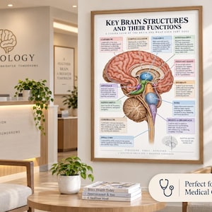 Peut inclure: Une affiche éducative encadrée intitulée Key Brain Structures and Their Functions, présentant une illustration anatomique détaillée du cerveau humain avec des étiquettes codées par couleur et du texte descriptif pour diverses parties.