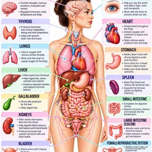 Op de afbeelding: Een educatieve poster getiteld FEMALE BODY ORGANS & FUNCTIONS met een centrale anatomische illustratie van een menselijke romp met gelabelde organen, waaronder de hersenen, schildklier, longen, lever, galblaas, nieren, blaas, ogen, hart, maag, milt, darmen en het voortplantingssysteem.