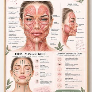 May include: A framed educational poster titled Facial Muscles Table, featuring anatomical diagrams of facial muscles from front and side views, a facial massage guide with directional arrows, and a list of common treatment areas for beauticians.
