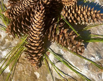 May include: A cluster of brown pine cones with textured scales, interspersed with long green pine needles. The cones are of varying sizes and are grouped together, creating a natural, rustic arrangement. The image is taken in natural light.