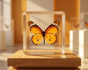 Blocco di resina a forma di farfalla dorata, fermacarte a forma di farfalla Danaid, esemplare di farfalla vera da esporre, decorazione artistica a tema insetti, regalo a tema natura per lui e per lei