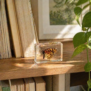 Real Butterfly Resin Block Small Leopard Butterfly Paperweight Nature Decor Gift for Friend Unique Desk Decor Handmade Resin Art