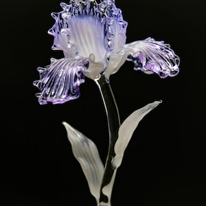 May include: A handcrafted glass iris flower sculpture featuring translucent white petals with vibrant purple-tinted ruffled edges. The flower is supported by a clear glass stem and two frosted white glass leaves, creating a delicate botanical display.