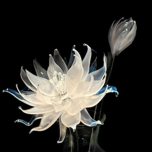 Op de afbeelding: Een sculptuur van een bloem van doorschijnend wit glas met delicate, puntige bloemblaadjes en een centrale tros kleine, ronde meeldraden. De bloem heeft subtiele blauw getinte punten op de buitenste bloemblaadjes en een gesloten glazen knop.