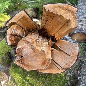 May include: A split log with a radial pattern, showcasing the natural grain and texture of the wood. The cut reveals the tree's growth rings, with a rough, textured surface. The log is surrounded by green moss and forest floor.