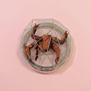 May include: A brown, textured sculpture of a creature with multiple limbs, enclosed within a clear, geometric cage. The cage is set against a soft pink background, creating a contrast between the organic form and the structured design.