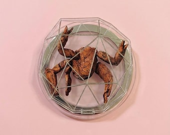 Project Hail Mary Acrylic Magsafe Phone Grip, Rocky Magsafe Phone Grip, Amaze fan art, Gift For Fan