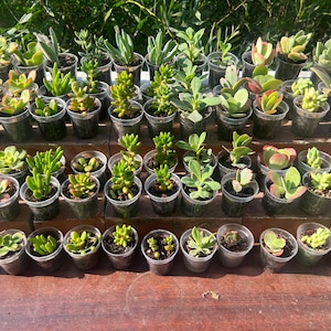 May include: A collection of small succulent plants in clear plastic pots. The succulents display a variety of green, red, and yellow hues. The plants are arranged on a wooden surface, with some pots on a raised platform.