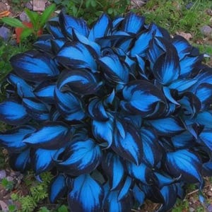 May include: A close-up of a hosta plant with large, vibrant blue leaves edged with dark black. The leaves have a unique, textured appearance, creating a striking contrast. The plant is surrounded by green foliage and small plants.
