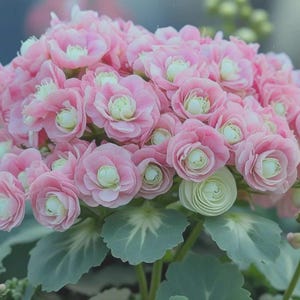 May include: A close-up of a cluster of pink flowers with white centers and green leaves. The flowers are in full bloom, with multiple layers of petals. The leaves are a muted green color, with a subtle pattern of veins.