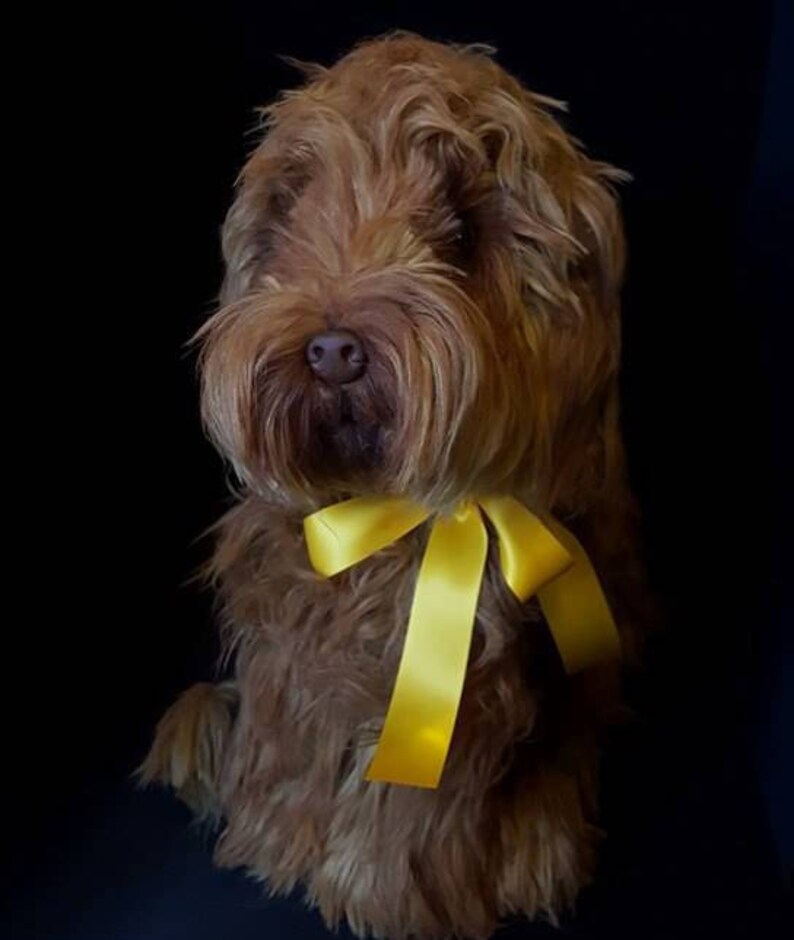 Labradoodle dog replica custom made dog plush pet memorial | Etsy