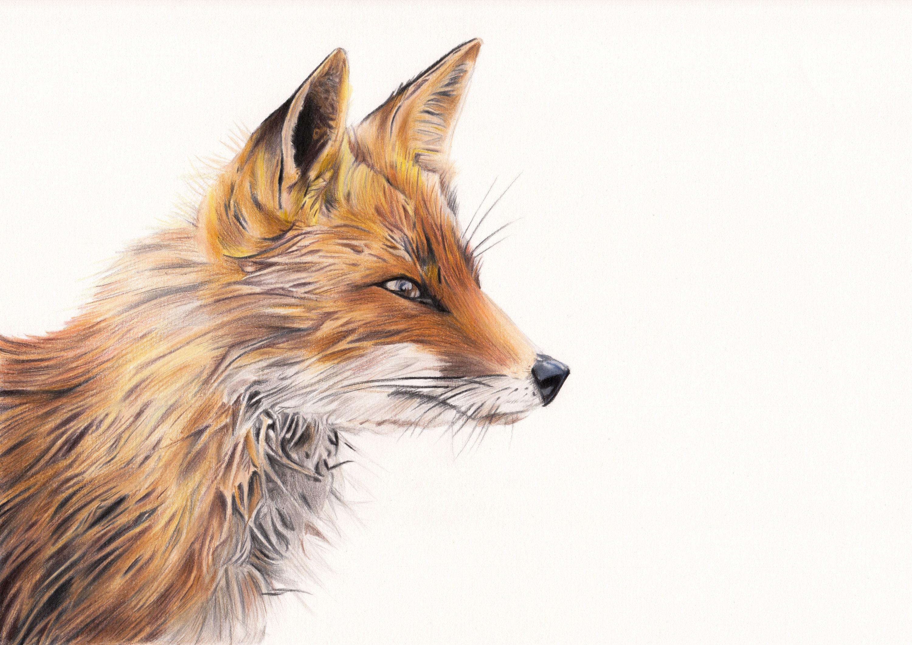 Red Fox Drawing  How To Draw A Red Fox Step By Step