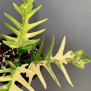 May include: A set of three ceramic mugs with a speckled, matte finish. The mugs are in shades of cream, light grey, and dark grey. Each mug has a simple, minimalist design, ideal for coffee or tea.