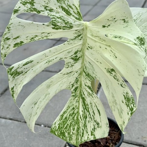 Monstera Deliciosa White Monster Variegated One Leaf Rooted Node Cutting Indoor Outdoor Rare Plant