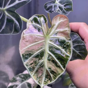 May include: Close-up of an Alocasia plant with large, variegated leaves. The leaves display a mix of green, white, and pink hues, with prominent veining. The plant is in a pot, and the background is blurred.