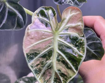 Alocasia Heart Balloon Pink Variegated Planting Corms Indoor Outdoor Gardening