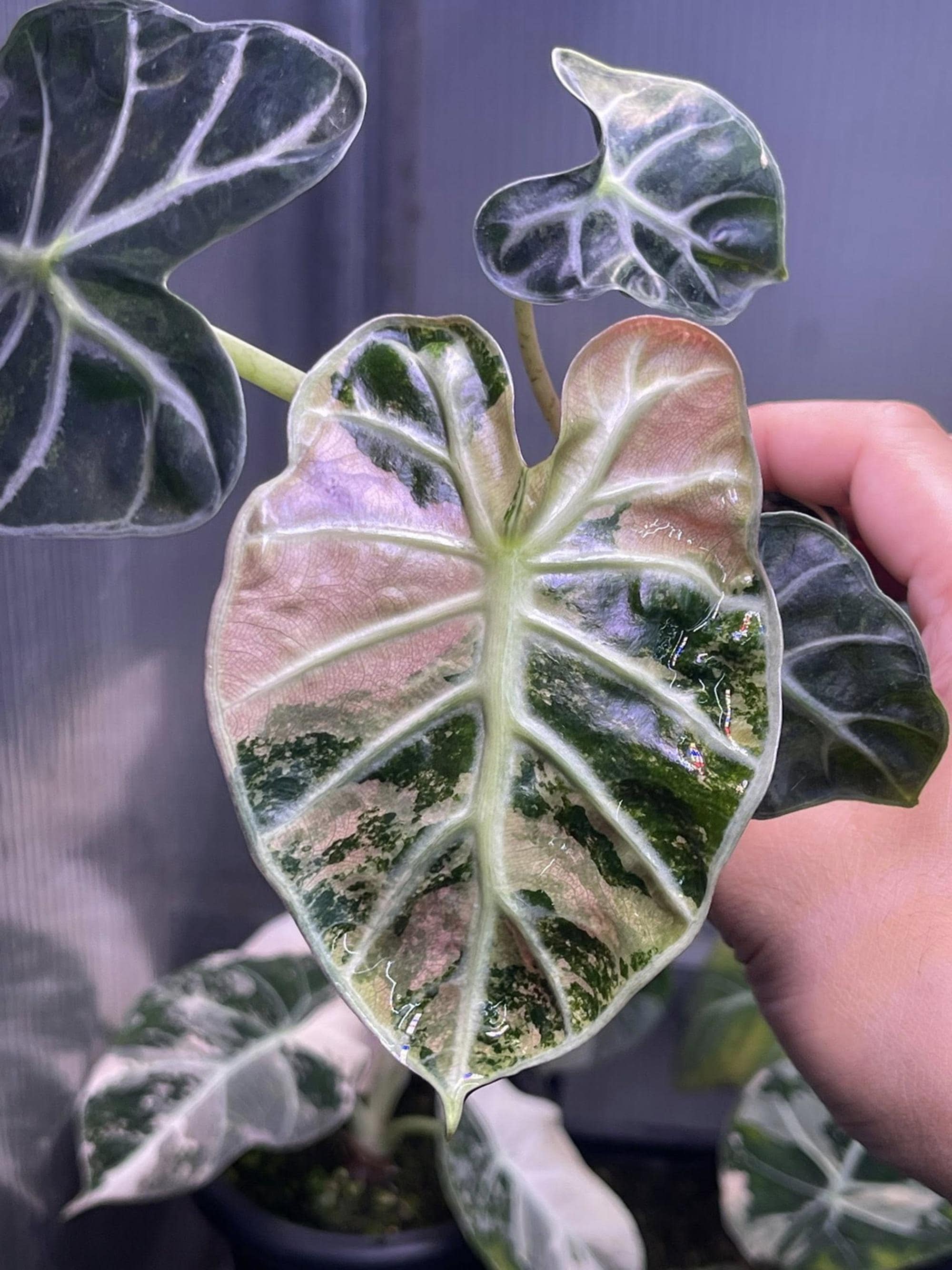 Alocasia watsoniana pink variegated - Etsy 日本