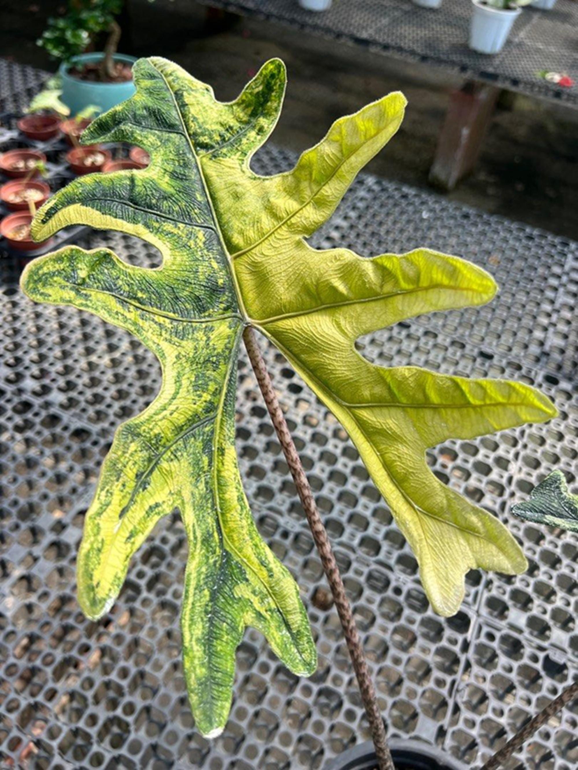 Variegated jacklyn - Etsy 日本