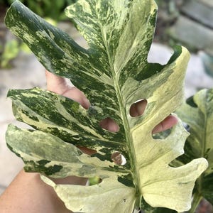 Monstera Deliciosa Ocean Mint Variegated One Leaf Rooted Node Cutting Indoor Outdoor Rare Plant